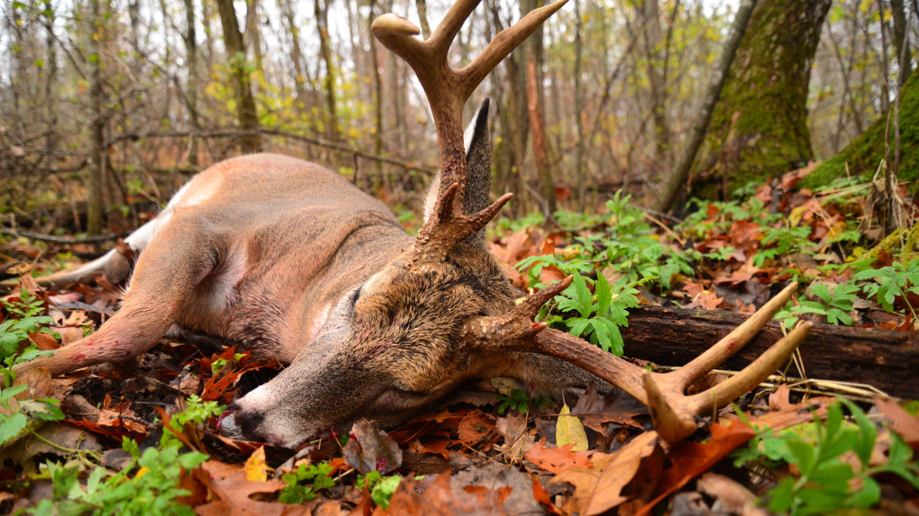 Is Our Trophy Obsession Killing Whitetail Hunting? 