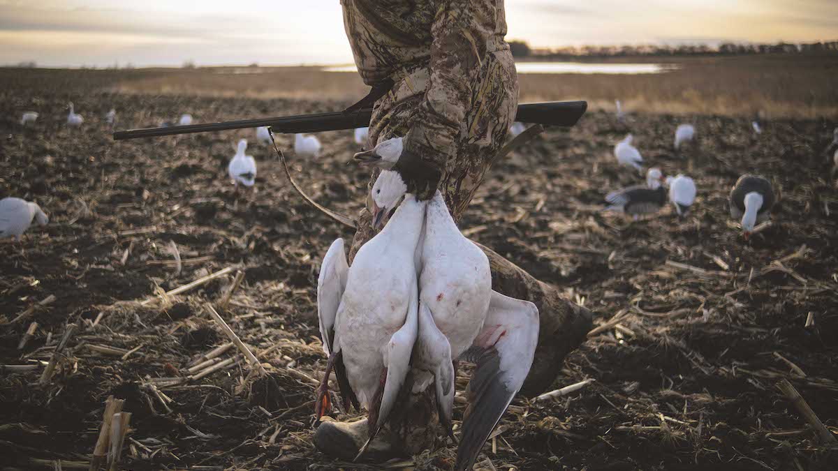 Snow goose hunting online sweatshirts