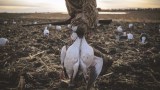 5 Tips For a Better Spring Snow Goose Season