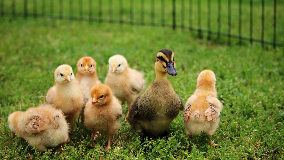 poultry and waterfowl for sale