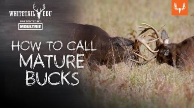 How to Call Mature Bucks