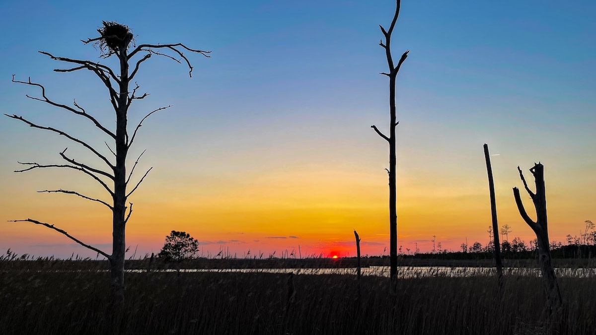 Dead Tree Standing: Saltwater Threatens Coastal Forests and Ecosystem  Services - Circle of Blue