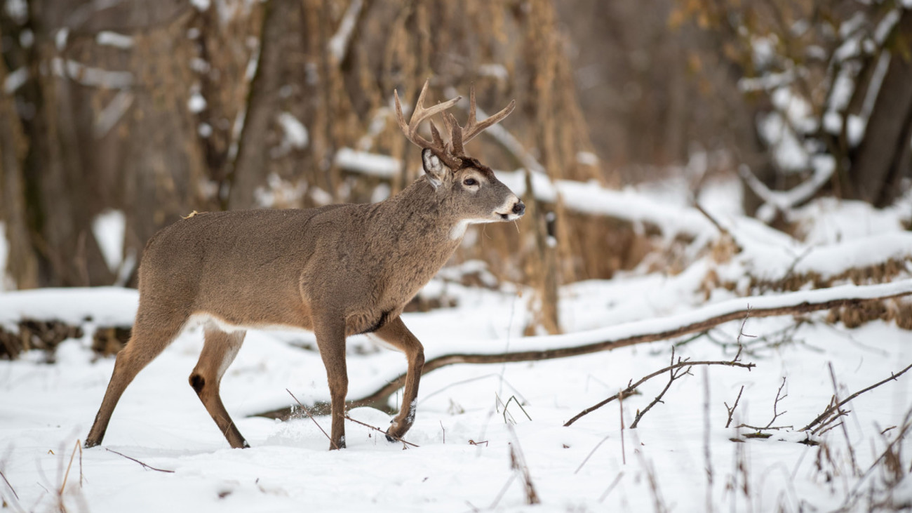 How to Track a Buck in the Big Woods
