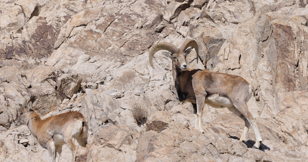 Sheep Smuggler Pleads “Hunting Addiction” to Avoid Prison Time Sheep Smuggler Pleads “Hunting Addiction” to Avoid Prison Time