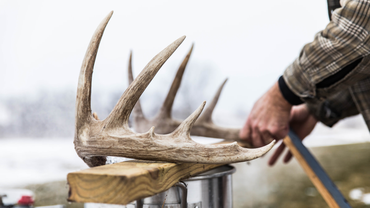 How to Make a Skull Mount, DIY European Mount, Ask MeatEater