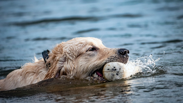 how to train a duck dog puppy