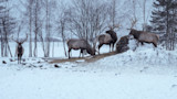 Minnesota Sheriff Gave Farmer an 'Elk Possession Tag.' Now the DNR Is Suing.