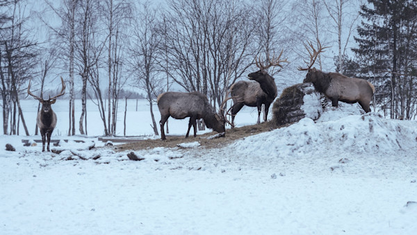 Minnesota Sheriff Gave Farmer an 'Elk Possession Tag.' Now the DNR Is Suing.