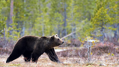 Grizzly Bears Will Remain Protected by the Endangered Species Act, For Now