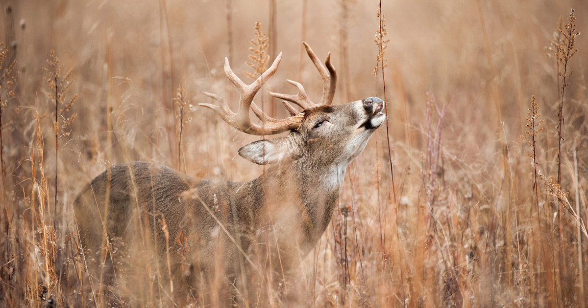 how far can deer smell cigarette smoke away a you? Ozone, Carbon, and Cover Scents: