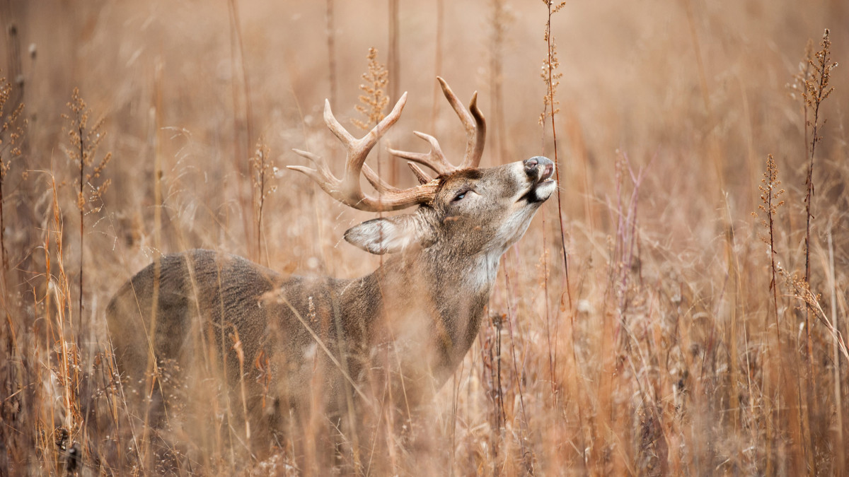 Deer Hunters Cover Scents