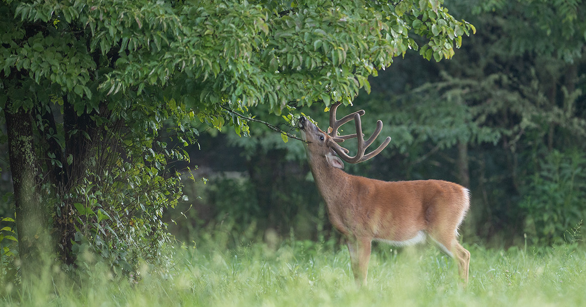 Tree Scrape How to Find the Perfect Mock Scrape Tree | MeatEater Wired to Hunt
