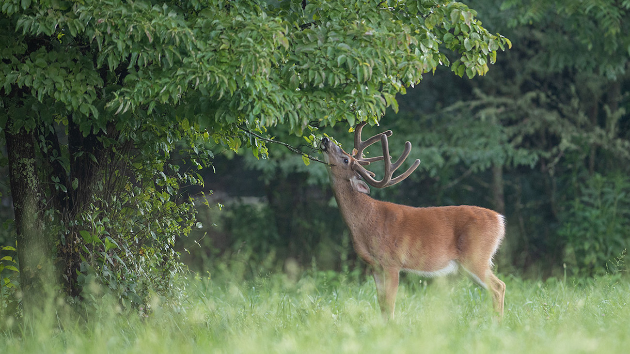 Tree Scrape How to Find the Perfect Mock Scrape Tree | MeatEater Wired To Hunt