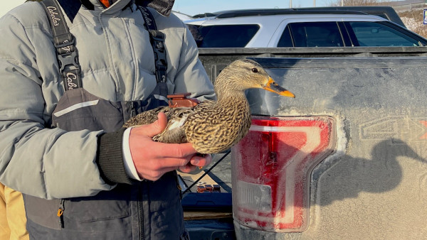 Your Cell Phone Data is Saving Ducks