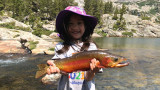 4-Year-Old Catches Record Golden Trout