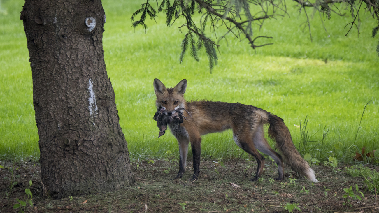 Photos: Red Fox Raids Grackle Nest