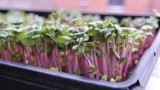 How to Grow Microgreens