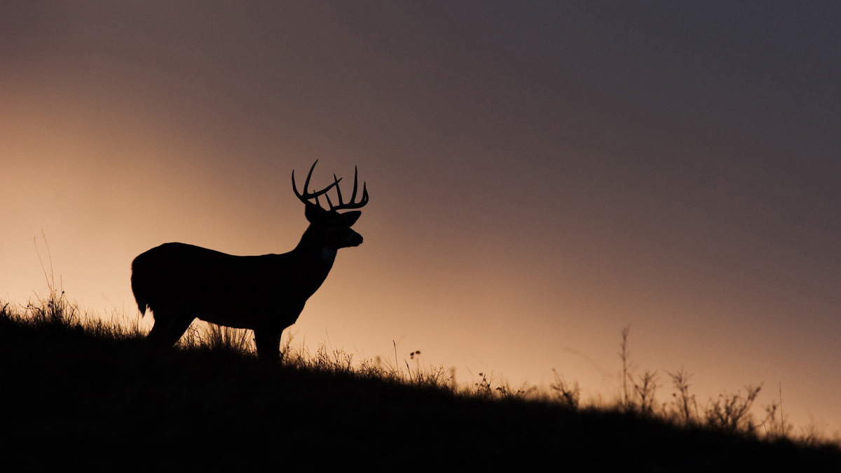 America’s Worst Deer Hunting Law Could Change Next Week