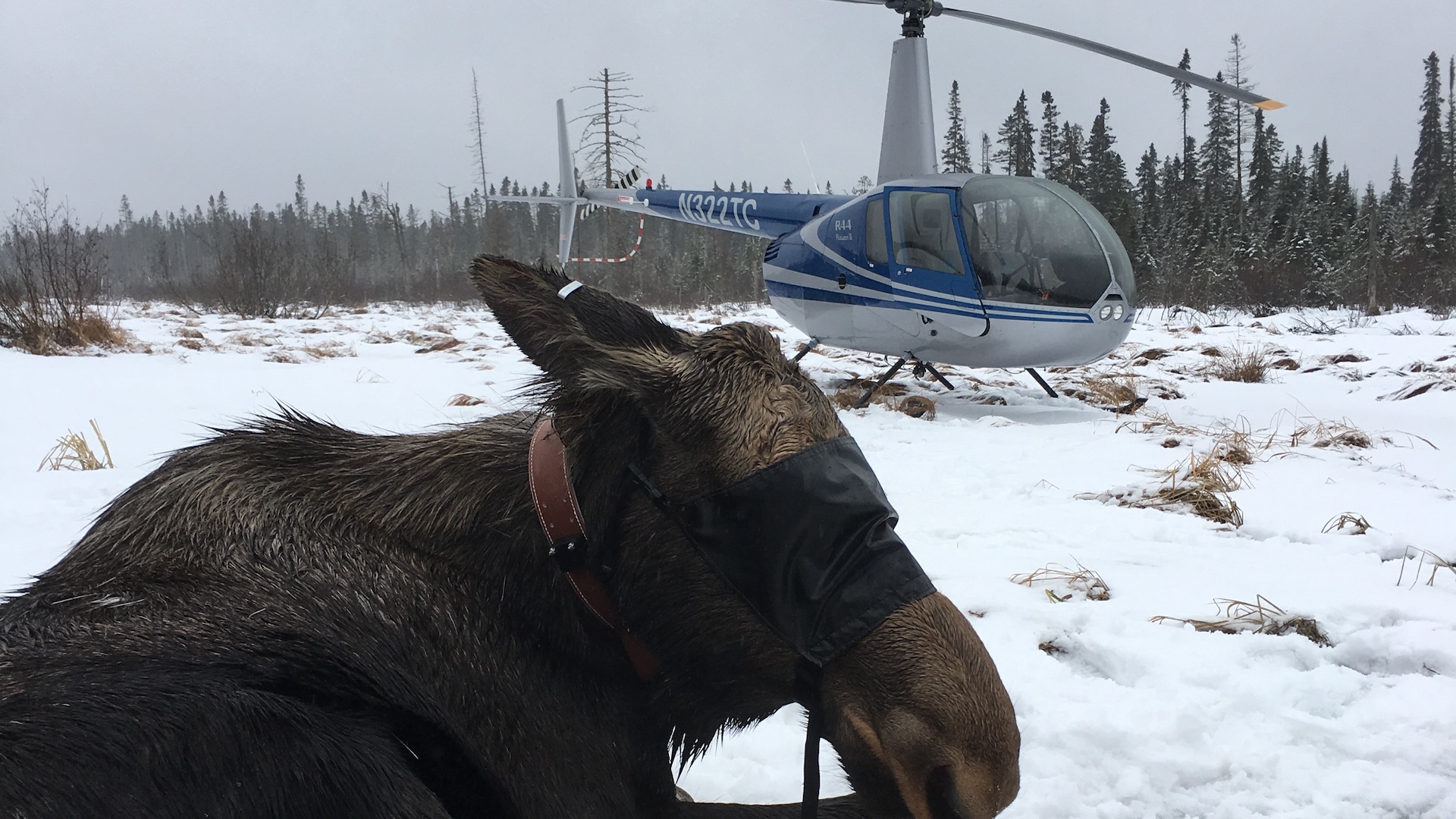 Study: The Future Of Moose In The Adirondacks | MeatEater Conservation News