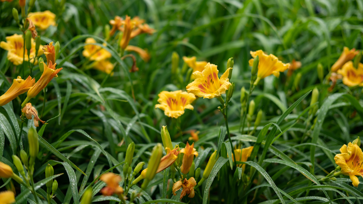 daylily flowers
