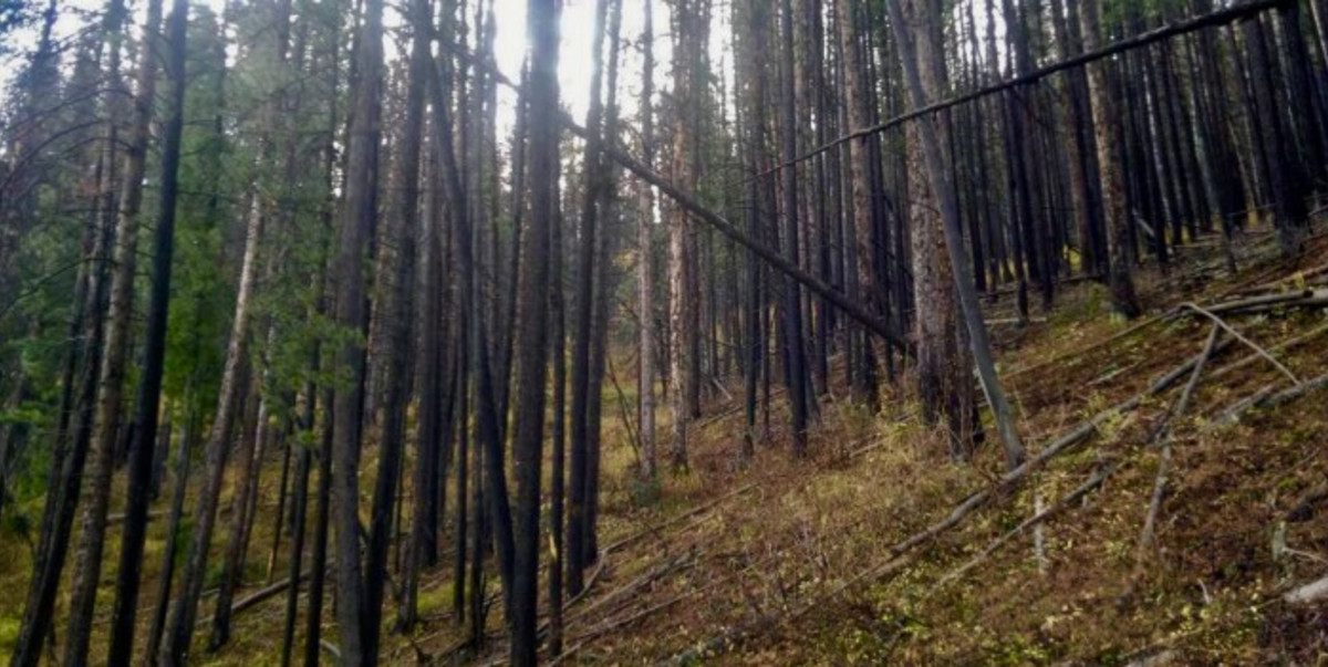 Elk Hunting: The Lost Art of the Timber Sneak