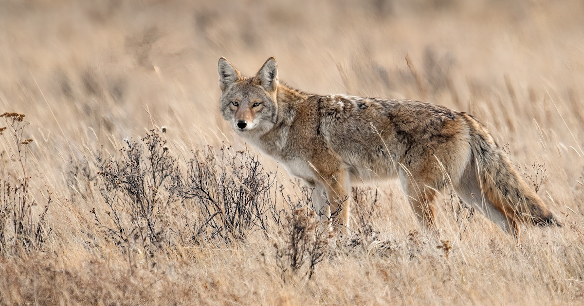 Coyote Calling Setups That Work Anywhere Coyote Calling Setups That Work Anywhere