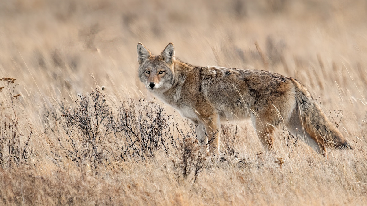Coyote Calling Setups That Work Anywhere