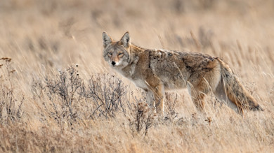 Coyote in dry grassland facing camera