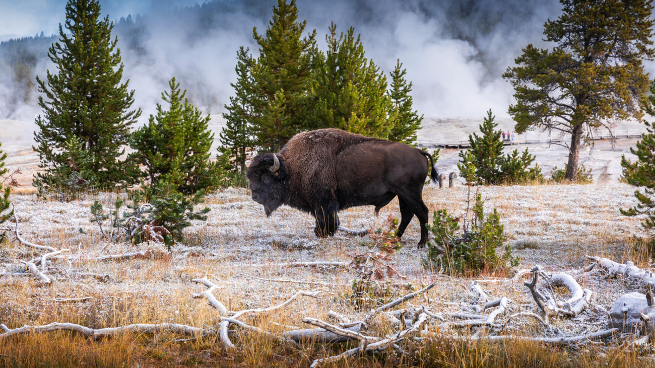 Woman Gored by Bison in Yellowstone