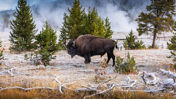 Woman Gored by Bison in Yellowstone