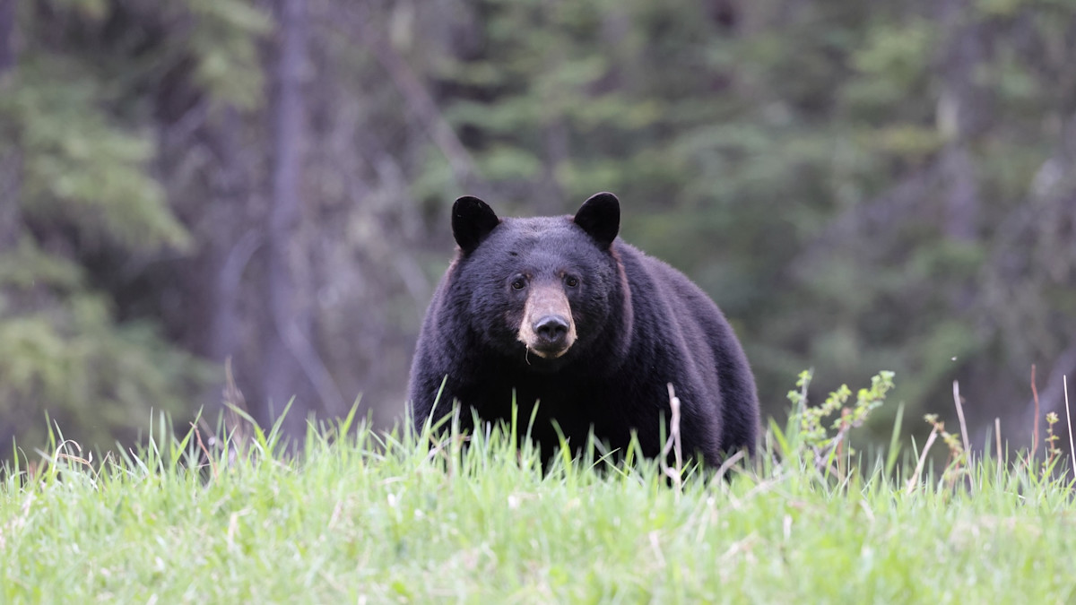 Florida Could See Bear Hunt Return This Fall