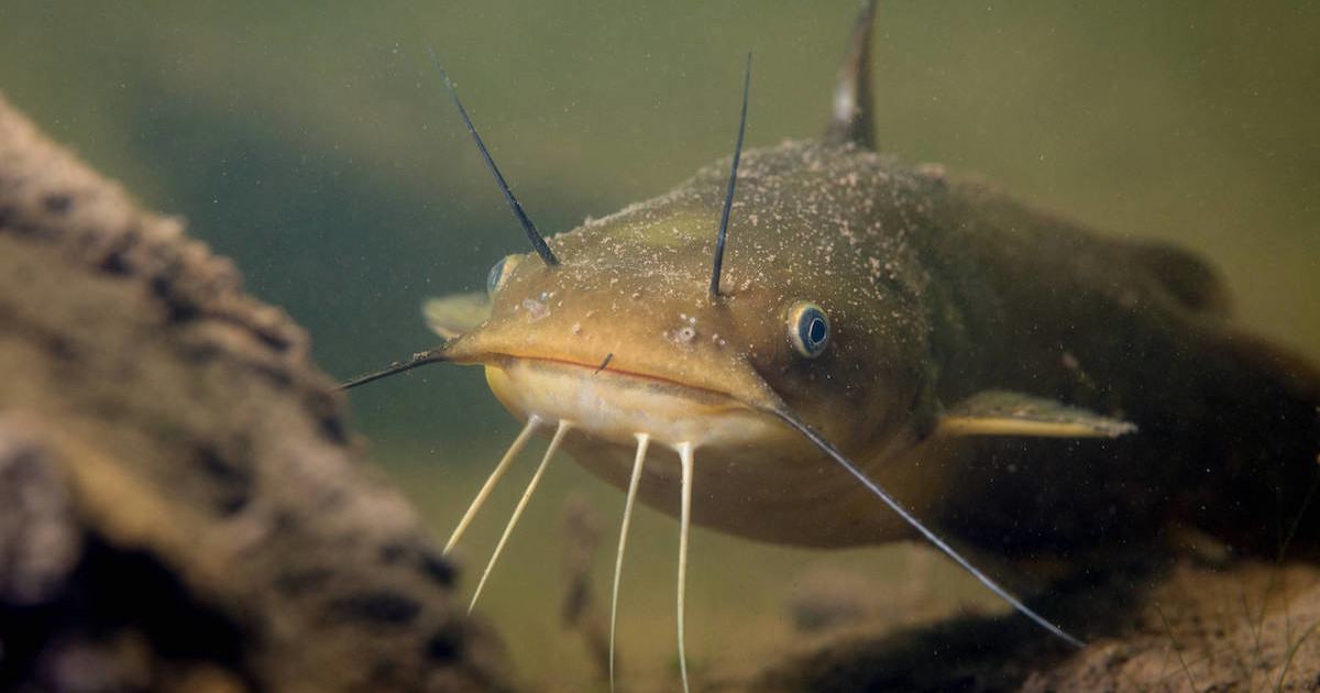 The Total Guide to Catching and Cooking Bullhead Catfish MeatEater The Total Guide to Catching and Cooking Bullhead Catfish MeatEater