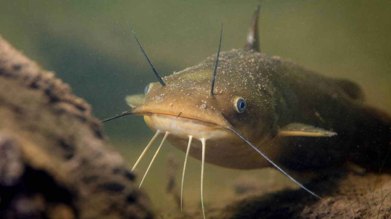 The Total Guide to Catching and Cooking Bullhead Catfish
