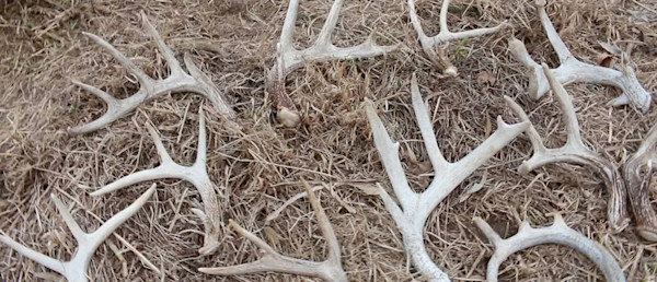 EPIC IOWA #SHEDRALLY – 2018 IOWA SHED HUNTING – #WiredToHuntWeekly 38