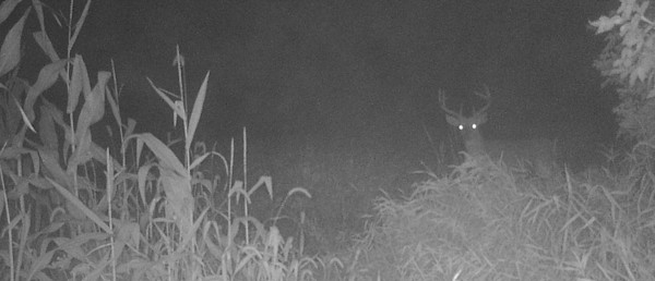 Wired to Hunt Weekly: The Holyfield Plan