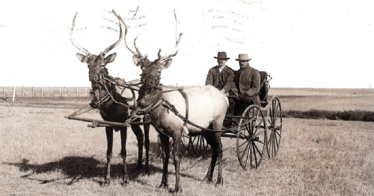 Riding Elk