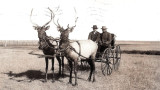 Fact Checker: Is this Photo of Elk Pulling a Wagon Real?