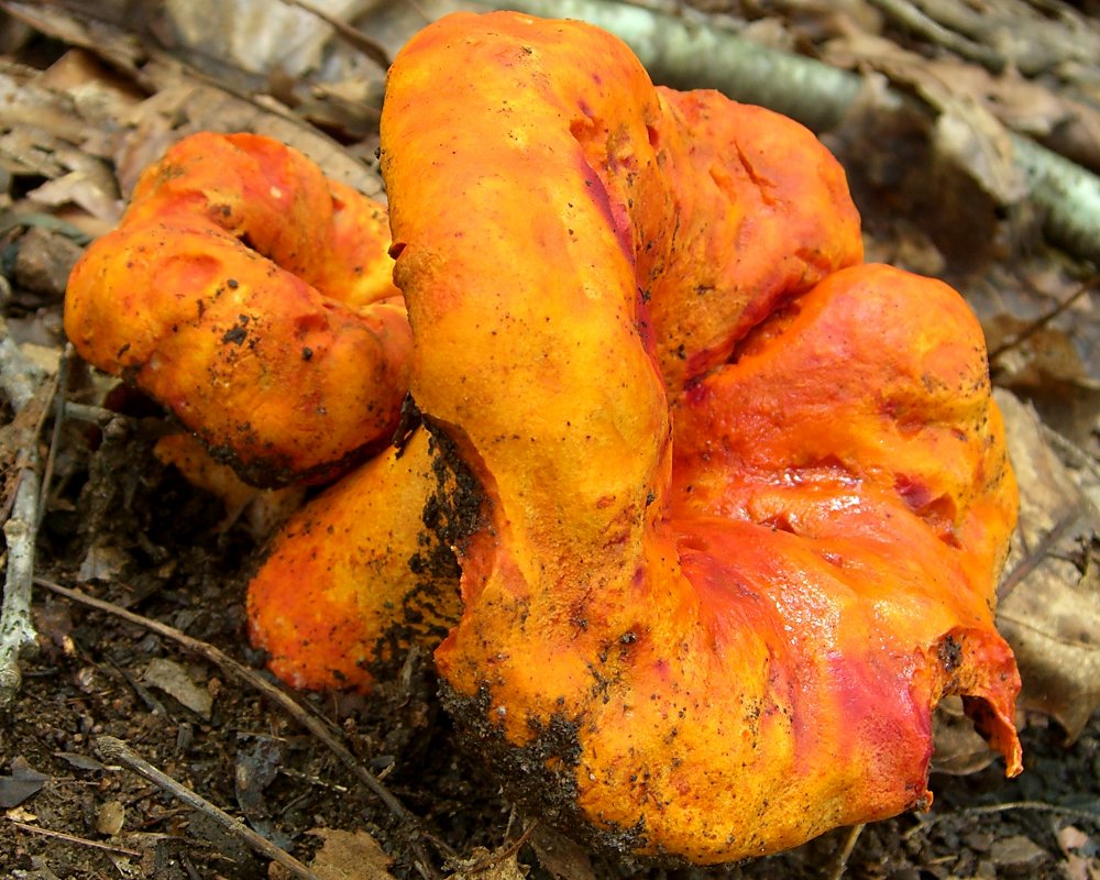 edible fall mushroom