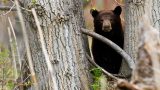 California Bear Hunt Ban Bill Withdrawn Amid Online Outcry