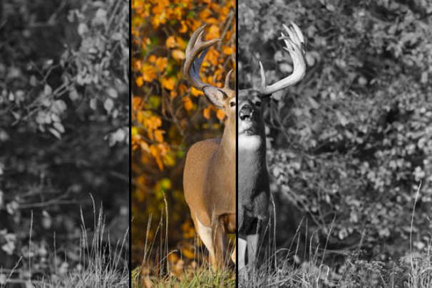 Whitetail buck with antlers in a narrow color center showing autumn foliage, flanked by grayscale panels
