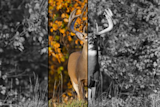 Whitetail buck with antlers in a narrow color center showing autumn foliage, flanked by grayscale panels