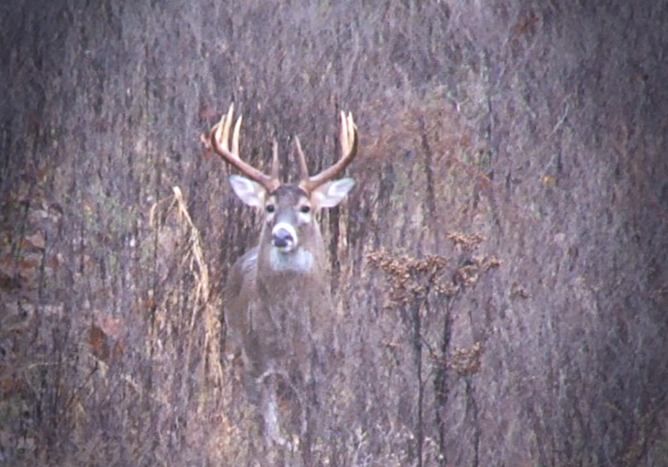 2014 Rut Predictions – A Return To The “Typical” Early November Rutting Frenzy