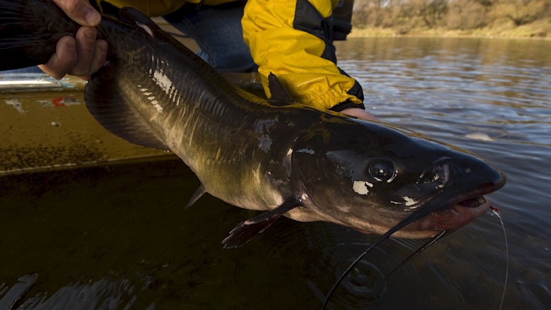 Trophy catfish: Where to find them and methods for bringing them in