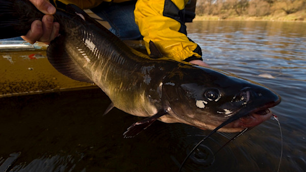 How to Catch and Fish with Leeches | MeatEater Fishing