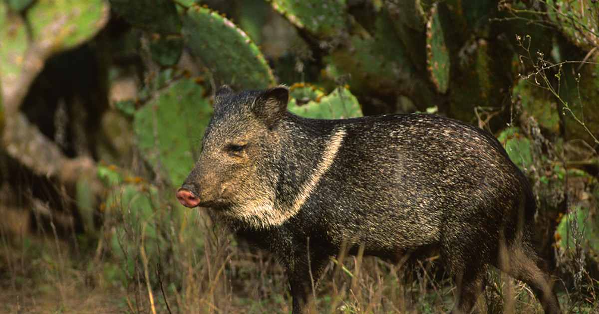 A Guide To Hunting Javelina Meateater Hunting A Guide To Hunting Javelina Meateater Hunting