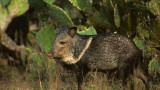 A Guide to Hunting Javelina