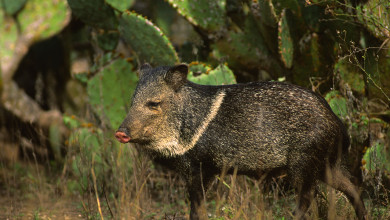 A Guide to Hunting Javelina