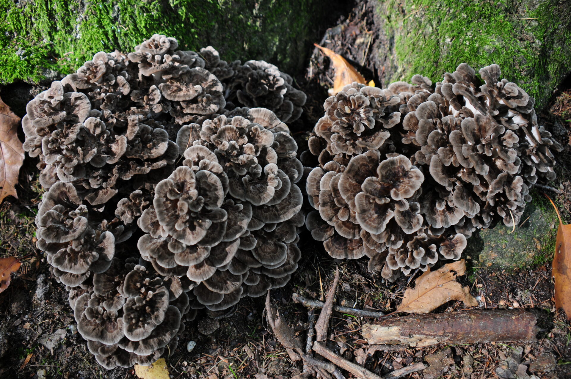 best fall mushrooms