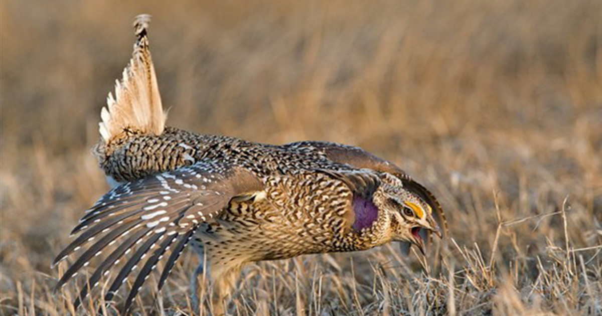 A Guide to Hunting SharpTailed Grouse MeatEater Hunting
