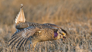 A Guide to Hunting Sharp-Tailed Grouse